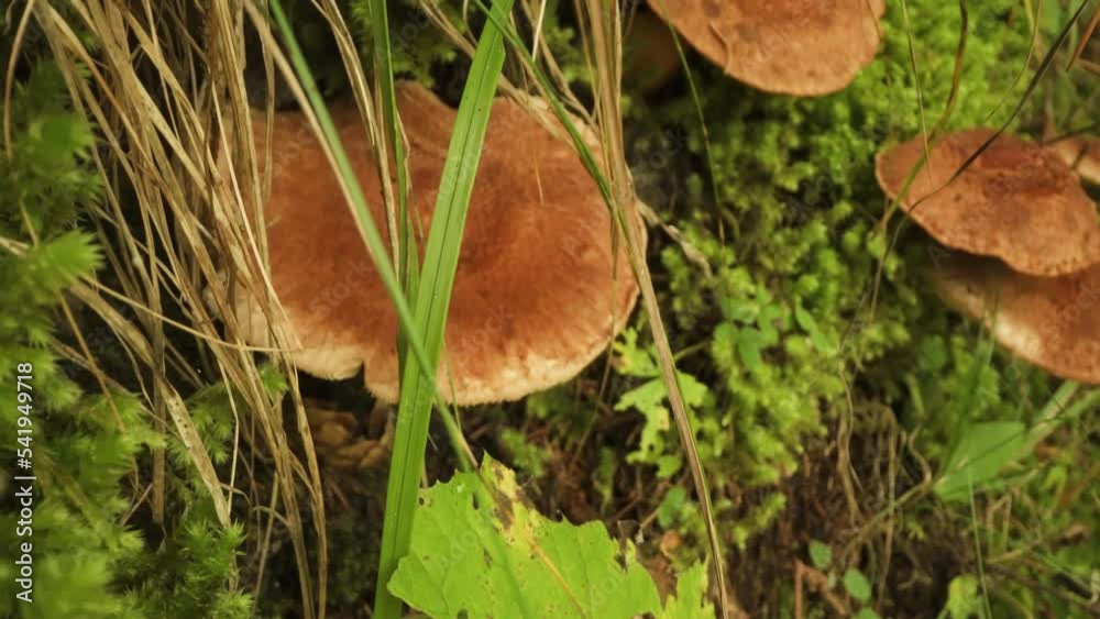 Inedible mushroom Tricholoma vaccinum from the Asiago plateau Inedible mushroom Tricholoma vaccinum from the Asiago plateau