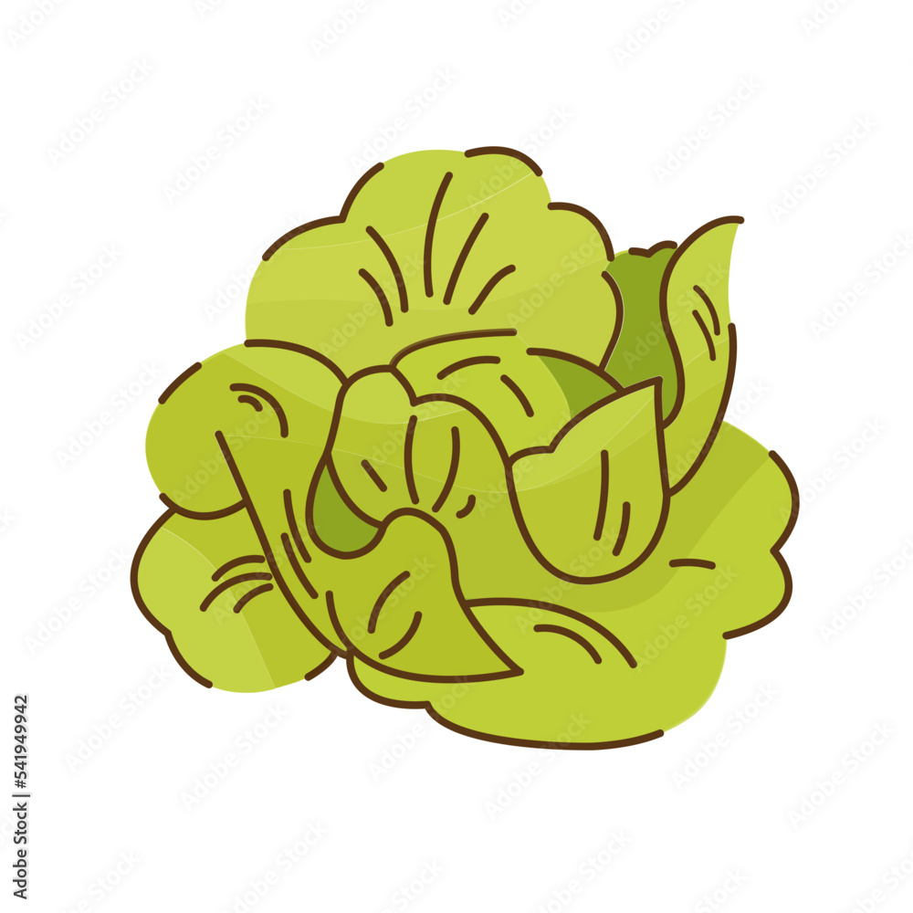 Cabbage Vector Illustration Cabbage Vector Illustration