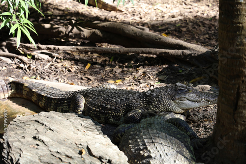 Close up head crocodile is rest in garden