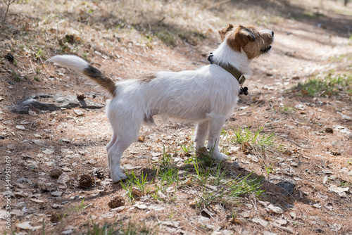 Little Jack Russell Terrier dog standing on a forest path, looking away. close-up detail. A young jack russell terrier on a walk in the forest listens to sounds