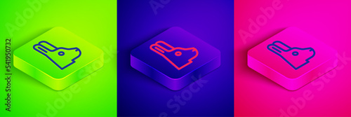 Isometric line Rabbit with ears icon isolated on green, blue and pink background. Magic trick. Mystery entertainment concept. Square button. Vector