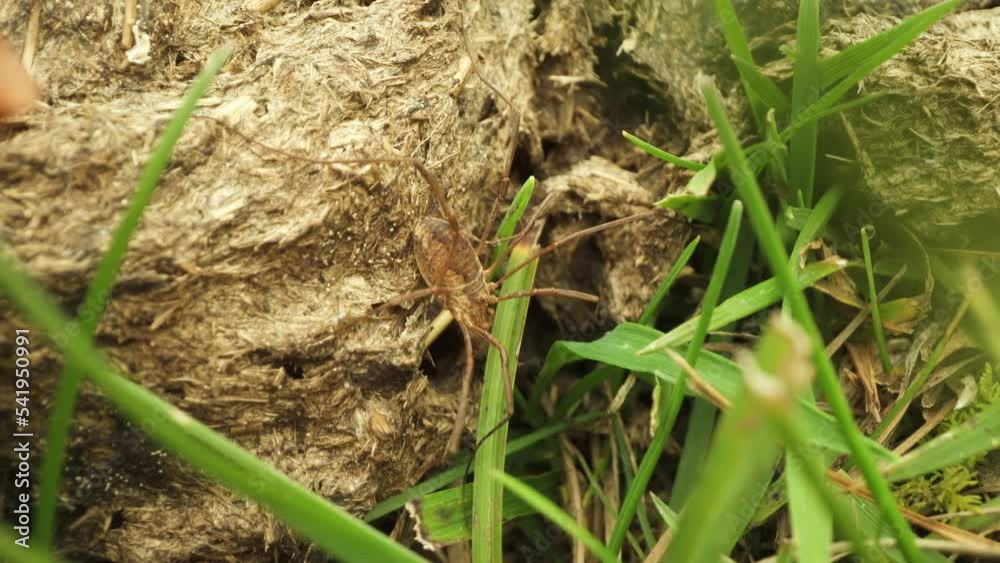 Spider standing on feces among green grass Spider standing on feces among green grass