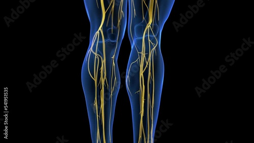3d rendered medical animation of the human nervous system photo