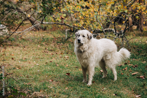 Great Pyrenees with Autumn foliage photo
