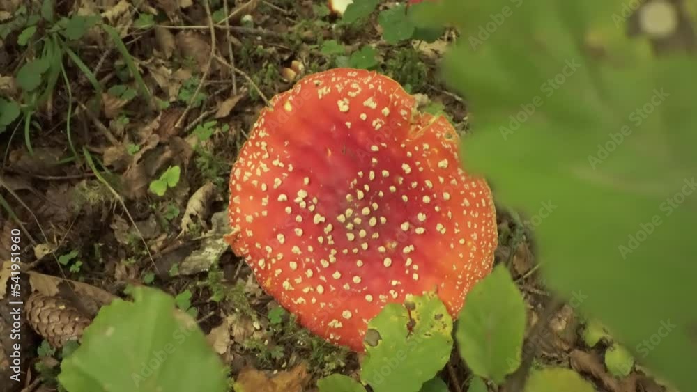 Poisonous mushroom Amanita muscaria grows on the forest ground among green plants Poisonous mushroom Amanita muscaria grows on the forest ground among green plants