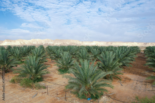 Desert agriculture. Large date Palms plantation in the desert.