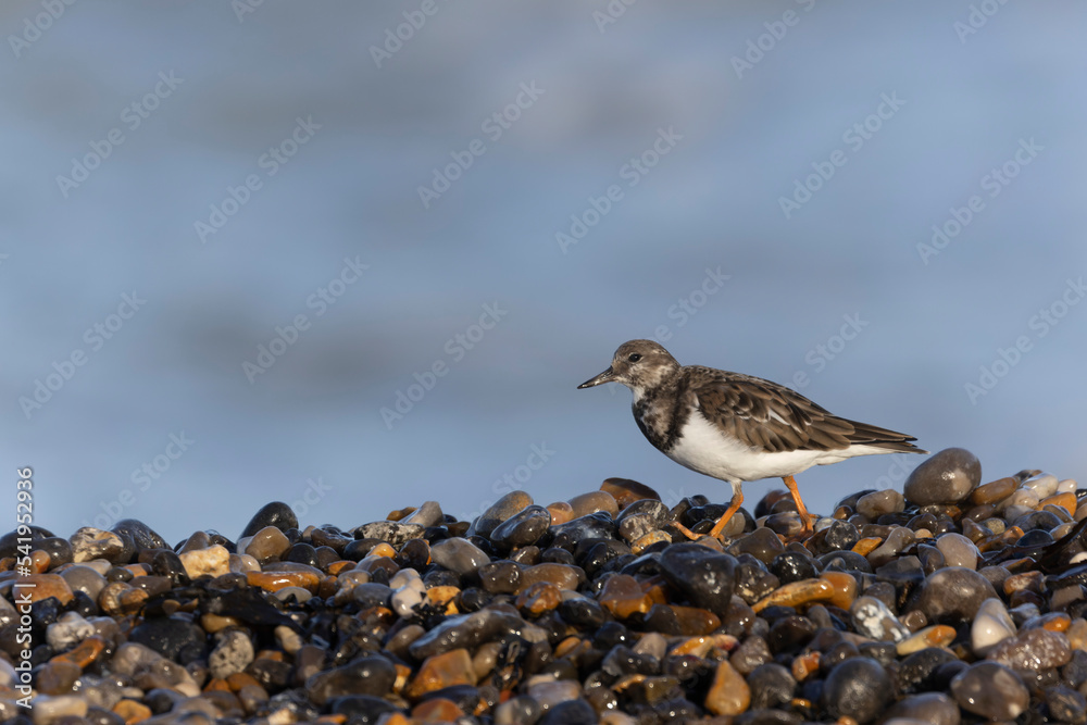 Ruddy Turnstone Arenaria interpres on low tide on a flint pebble beach in Normandy, France Ruddy Turnstone Arenaria interpres on low tide on a flint pebble beach in Normandy, France