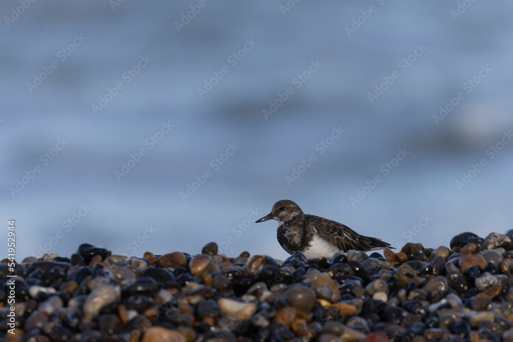 Ruddy Turnstone Arenaria interpres on low tide on a flint pebble beach in Normandy, France Ruddy Turnstone Arenaria interpres on low tide on a flint pebble beach in Normandy, France