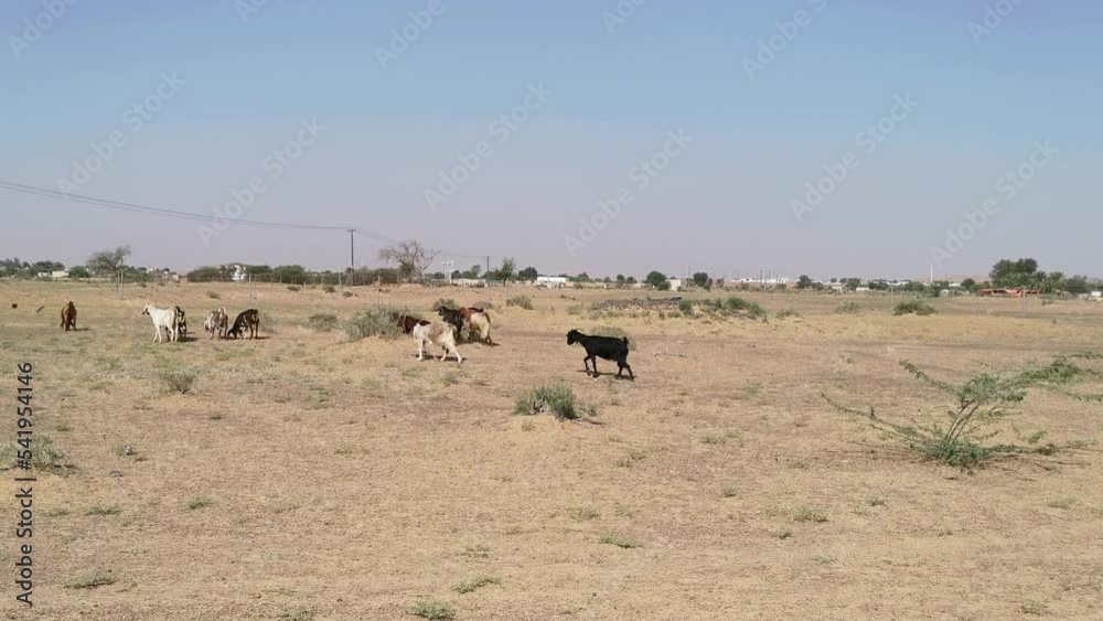 Flock of sheep grazing in the field. Herd of sheep in United Arab Emirates. Flock of sheep grazing in the field. Herd of sheep in United Arab Emirates.