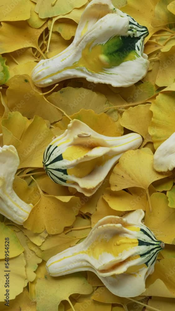Ornamental bright yellow fall gourds with wings among ginkgo leaves. Table spin. Vertical video. Ornamental bright yellow fall gourds with wings among ginkgo leaves. Table spin. Vertical video.