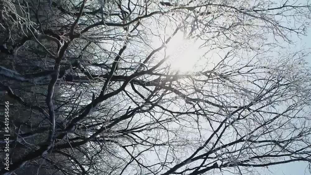 Vertical video. The winter sun shines between the branches of forest trees covered with hoarfrost and snow. Drone flight on a frosty day. Vertical video. The winter sun shines between the branches of forest trees covered with hoarfrost and snow. Drone flight on a frosty day.