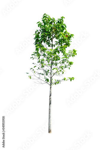 small Green tree isolated