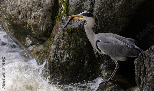 Heron catching Trout photo