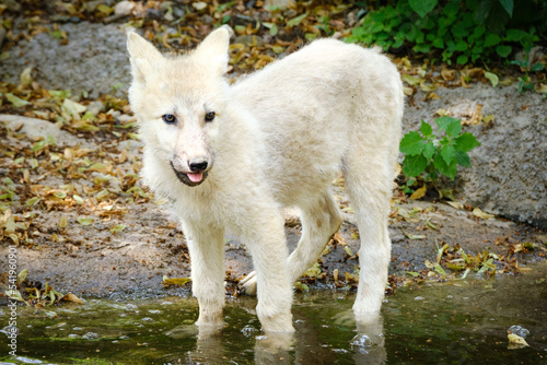 baby arctic wolf portrait