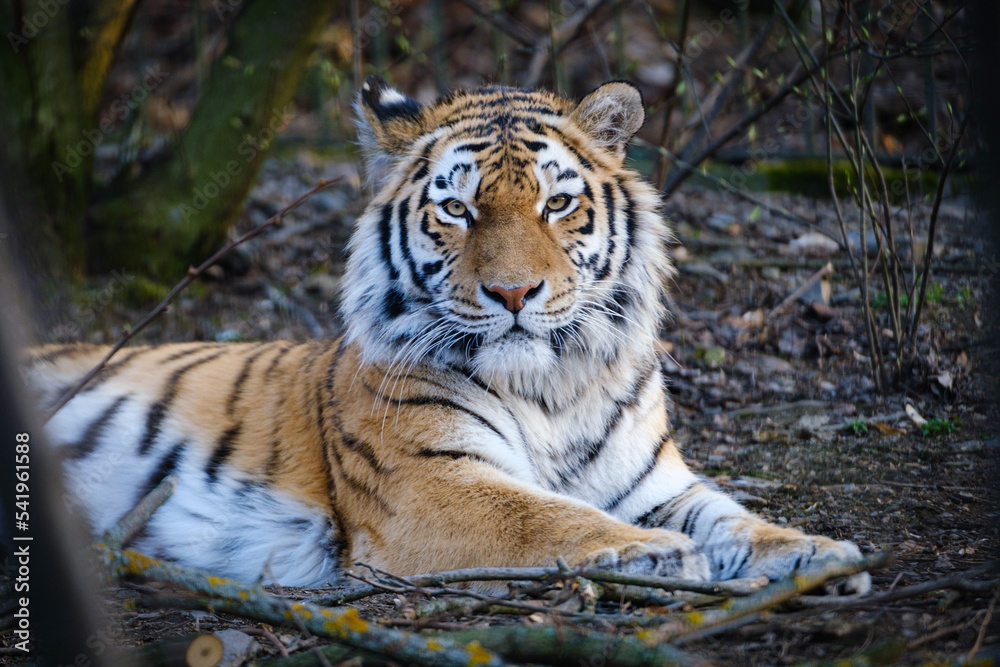 Obraz premium tiger in the wild