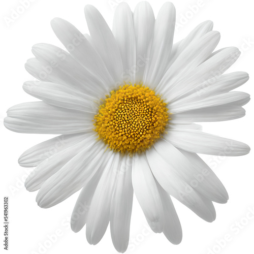White Daisy Flower