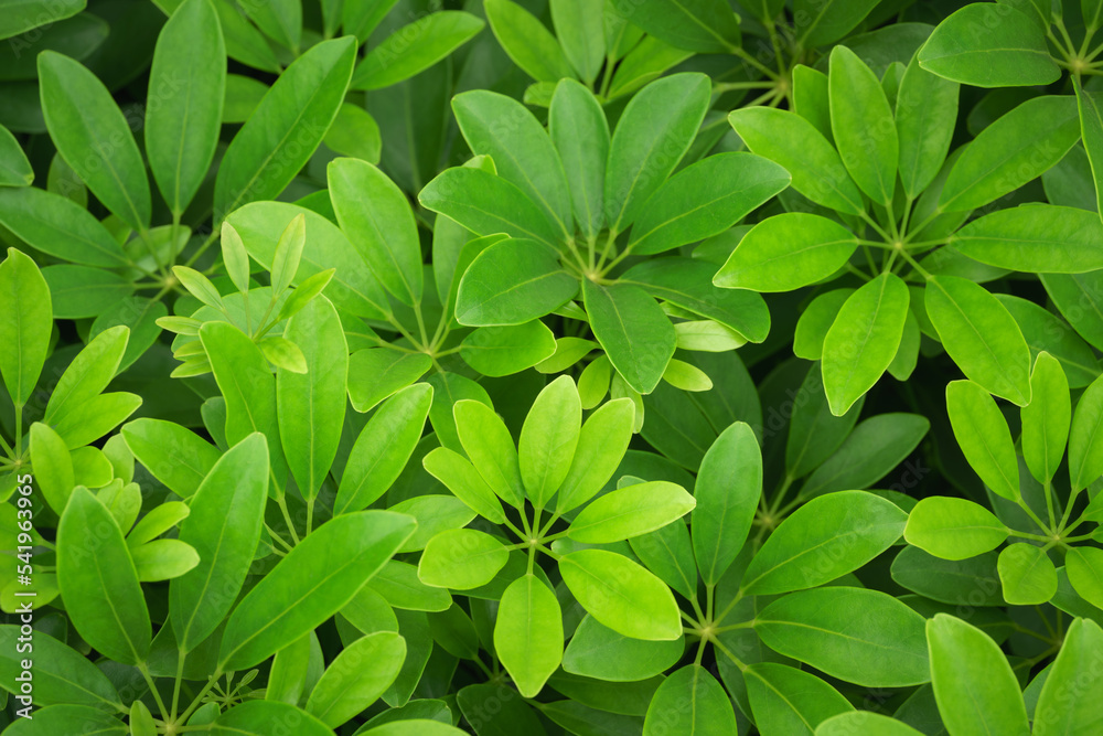 top view close up flat lay tropical botanical background fresh green leaves plant texture.ecology concept wallpaper,healthy natural organic product backdrop, nature leaf pattern website cover design. top view close up flat lay tropical botanical background fresh green leaves plant texture.ecology concept wallpaper,healthy natural organic product backdrop, nature leaf pattern website cover design.
