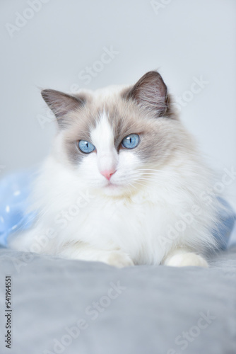 Ragdoll blue bicolor cat. Young purebred white longhaired female with blue eyes in light background is playful and interested. 