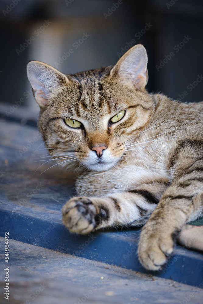 Naklejka premium portrait of a cat