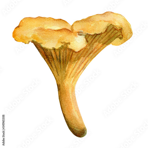 Bright orange chanterelle mushroom, Edible mushroom, watercolor illustration isolated on a white background