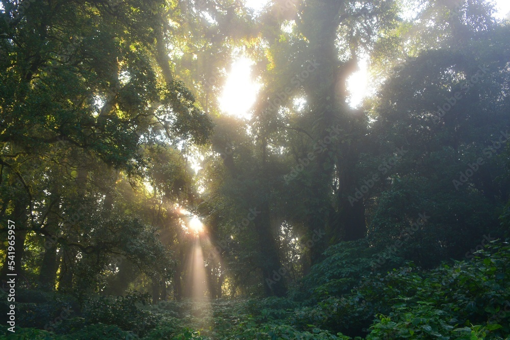 sun rays through the forest sun rays through the forest