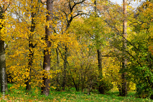 Natural forest autumn landscape