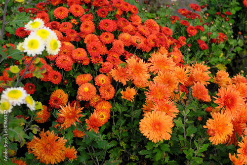 Chrysanthemums bloom in late autumn