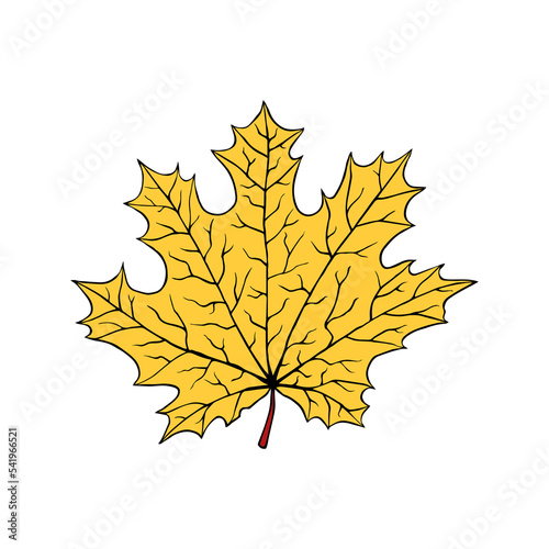 A fallen leaf of a maple tree. Vector illustration isolated on white. Cartoon style