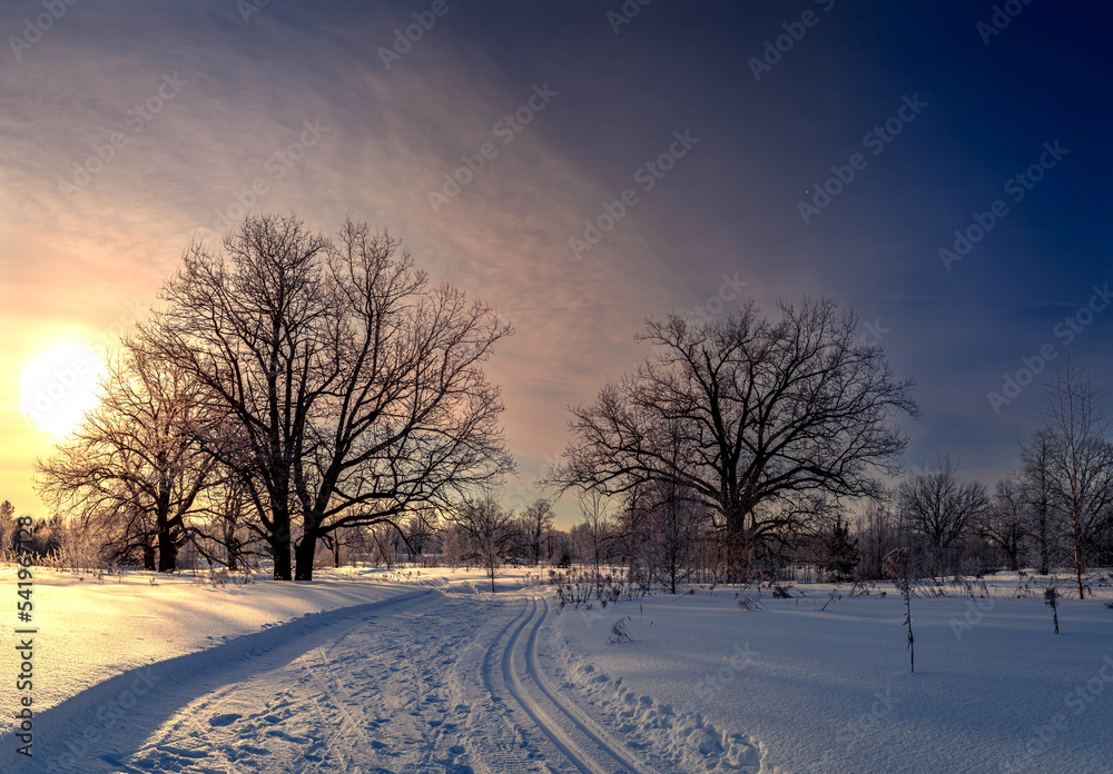 Beautiful big oaks tree covered with fresh fluffy snow. Big tree without leaves on a winter sunny morning in Russia. Beautiful big oaks tree covered with fresh fluffy snow. Big tree without leaves on a winter sunny morning in Russia.