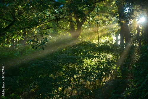 Fototapeta Naklejka Na Ścianę i Meble -  sun rays through the forest
