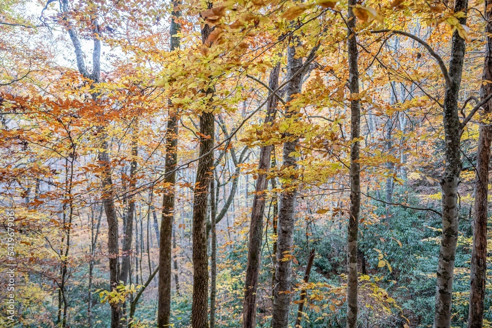 fall in the mountains fall in the mountains