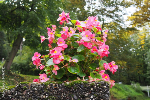 Pink red wax begonia or Begonia semperflorens. Begonia x semperflorens-cultorum. Bedding plant in landscaping. Massing in beds, borders, and as an edger. Use in containers and window boxes photo
