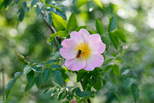 Close up of a dog rose, Rosa canina, with green leaves in summer photo