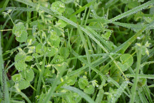 Wallpaper Mural dew drops on grass Torontodigital.ca