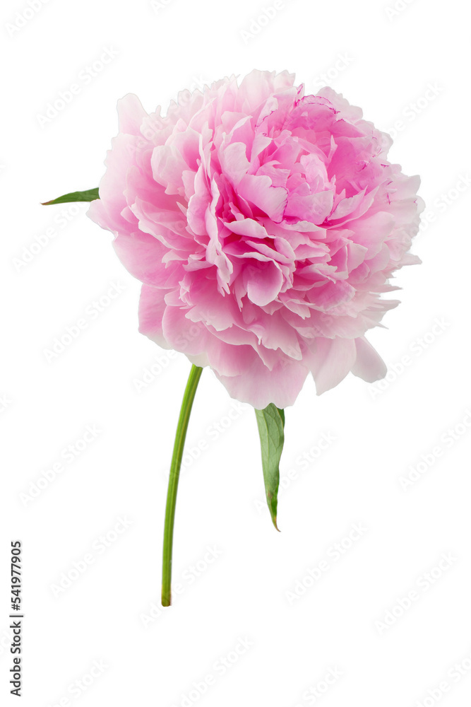 stem with leaves and flower of a tree-shaped maroon peony, isolate for clipping on a white background