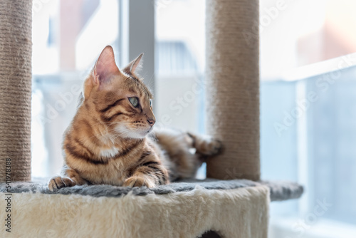 A domestic cat is napping on a cat bed on a scratching post
