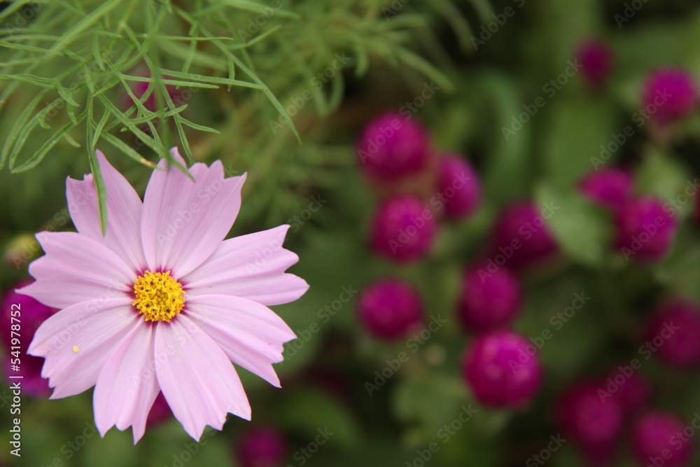 pink cosmos flower pink cosmos flower