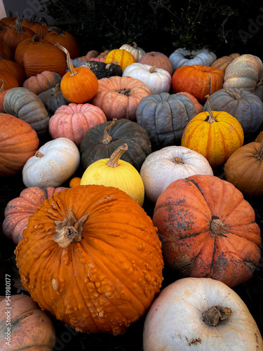 pile of pumpkins