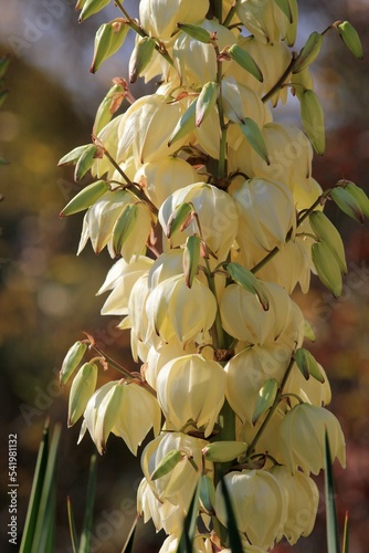Blooming yucca in the autumn park 