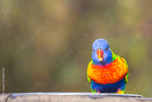 Colorful parrots