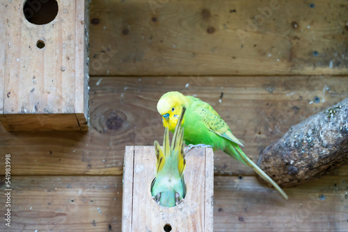 Valokuva close-up of colourful yellow and green budgerigar (common parakeet, shell parake