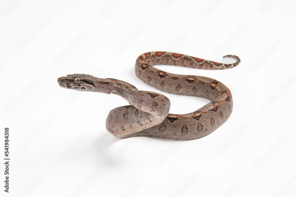 Boa imperator or boa constrictor imperator, snake reptile on white background Boa imperator or boa constrictor imperator, snake reptile on white background