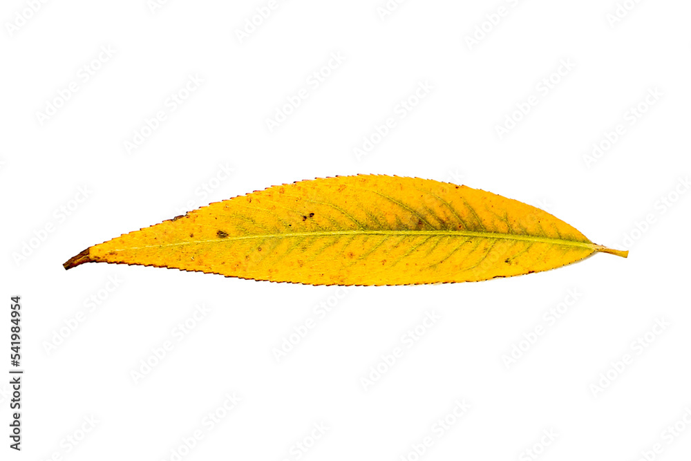 autumn leaves isolated on white background autumn leaves isolated on white background