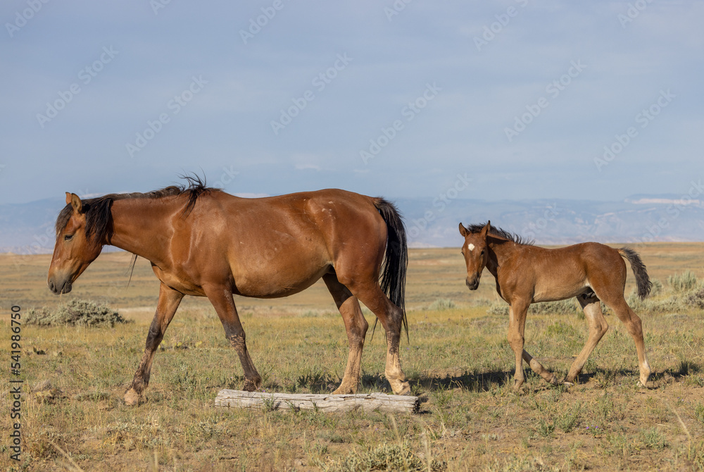 Wild Horse Mare and Foal in Wummer in the Wyoming Desert