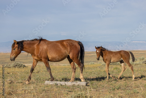 Wild Horse Mare and Foal in Wummer in the Wyoming Desert © natureguy