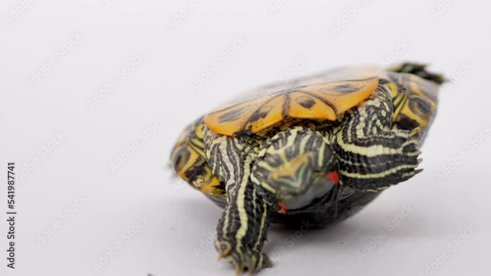 A red-eared turtle on a white background lies on its shell with its paws up, tries to turn over, stretches its paws and claws, clings to the surface, selective focus.