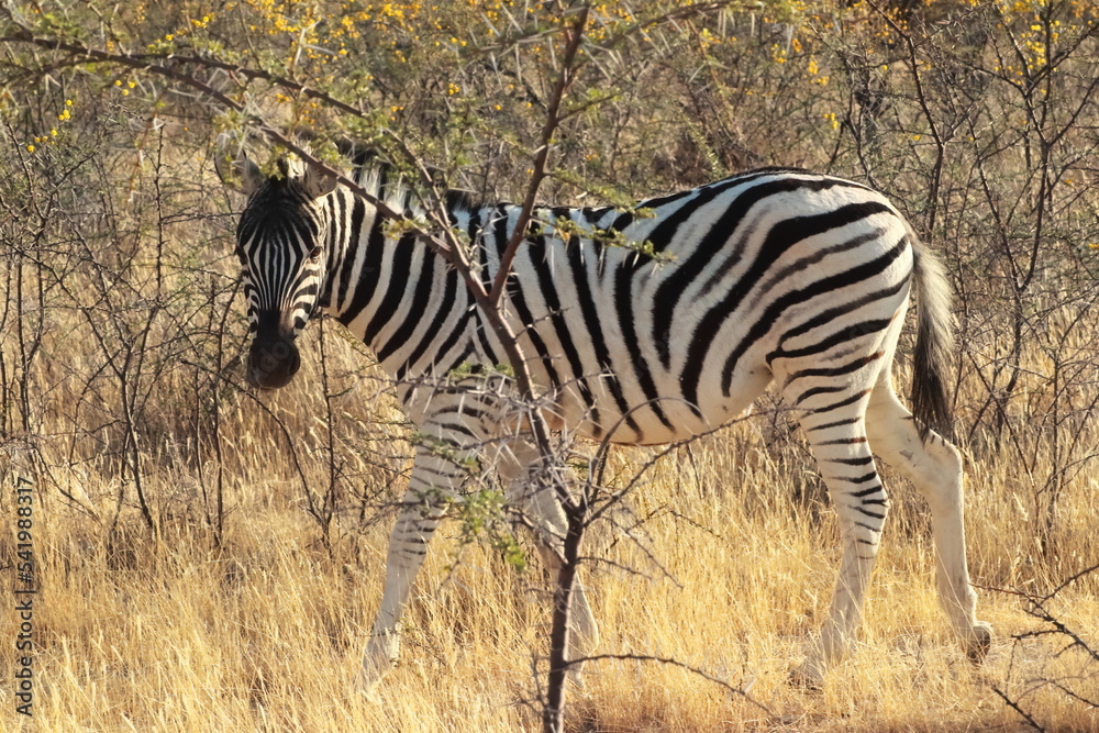 Obraz premium Zebra among the trees