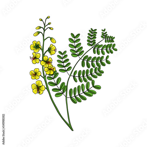 vector drawing poisonous flower yunshi, the cat's claw, shoofly, Caesalpinia decapetala, Biancaea decapetala, herb of traditional chinese medicine, hand drawn illustration photo