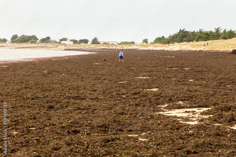 Échouage massif d'algues brunes et rouges sur une plage après une ...