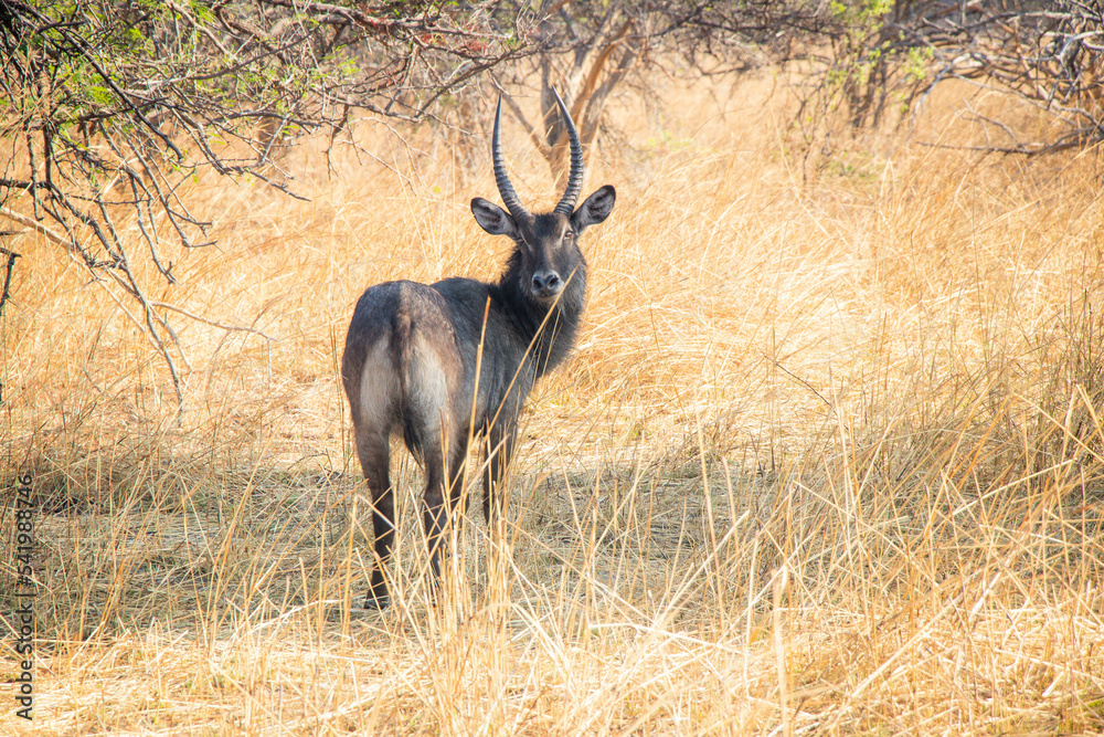 Wildlife of Zambia Africa in Chaminuka National Park Wildlife of Zambia Africa in Chaminuka National Park